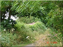 SJ0974 : Footpath / Bridleway leading to St. Beuno's by Dot Potter