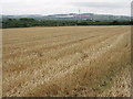 Harvested wheat field