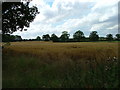 TL2528 : Fields opposite Tile Kiln Farm by Robin Hall