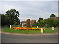 Leicester Lane roundabout in bloom in July