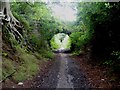 Hidden bridge in Thickthorn Wood