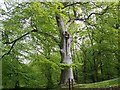 Trees in Geilston Gardens