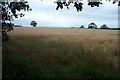 Wheat Field