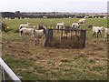 Sheep Feeder