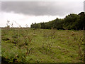 Beaulieu Heath East and the trees of Hartford Heath, New Forest