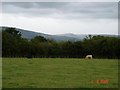 Farmland at Denbigh Green