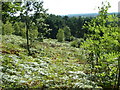 Avon Valley, south of Ringwood