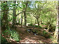 SW4632 : Trevaylor Woods, nr Penzance, Cornwall by Andrew Harvey