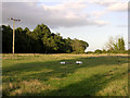 SZ4499 : Horse field and Pophams Wood, southeast of Lepe Farm, Lepe by Jim Champion
