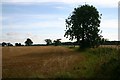 Farmland at Little Saxham