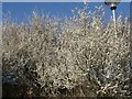 Blossom on Metcalfe Lane, Osbaldwick