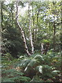 Ferns and birch trees on Littleworth Common