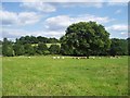 Sheep in field