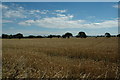 Wheat field, Culcheth