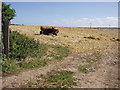 Field by Rose-an-Grouse farm