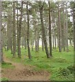 NO2985 : Woodland surrounding Allt-na-giubhsaich by Pete Chapman