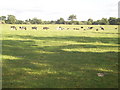 SJ8371 : Cows at Brookfields by Iain McDonald
