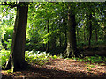 SU4975 : Woodland on Oareborough Hill by Pam Brophy