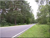 SU3804 : North Lane, Foxhunting Inclosure, New Forest by Jim Champion