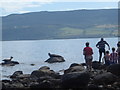 Seals and spectators Merkland Point, Arran