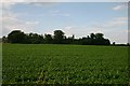 Farmland north of the A14 at Barrow