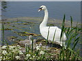 Swan and cygnets, Sankey Canal