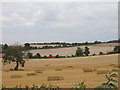 Cornfield and harvest, at Hemley Hill