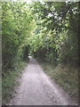 Bridleway with elder trees above Bledlow