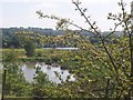 Nature Reserve Masham