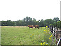 Grazing Cattle, Doddinghurst Place, Essex