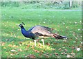 SN5919 : Peacock at Gelli Aur Country Park by Nigel Davies
