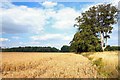 Farmland near Cavenham