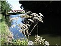 Wild Angelica - Angelica sylvestris - Bridgewater Canal, Grappenhall