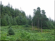 NM9615 : Old and new forestry, Tom an t-Saighdeir by Richard Webb