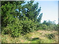 Footpath in woods near Danes stream