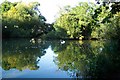 Kingfield Pond, Kingfield, Woking