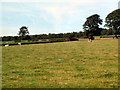 Footpath from East Carlton to Yorkgate