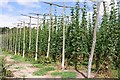 Hop garden at Syndale Farm, Kent