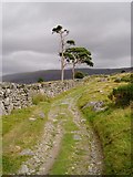 SH6122 : Scots pines by the track above Pont Fadog by David Gruar