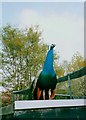 Peacock at the Birmingham Nature Centre, Pershore Road