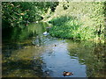 The Splash, River Ash, Shepperton