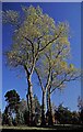 Hornbeams at West Lodge Park Arboretum