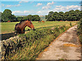 Horses near Stead