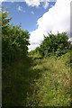 Footpath at Dunstall Green