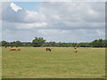 Horse paddock, Aston Mullins