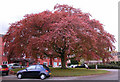 Copper Beech Tree, Woodhey Court, Alma Road, Sale