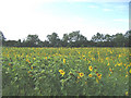 TM2557 : Sunflowers, near Hoo Green, Suffolk by John Winfield