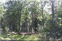 SU9931 : Kingspark Wood by Ben Gamble