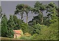 Pine trees against a stormy sky: Salmonby