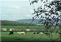 Cows grazing by Brokerswood Country Park